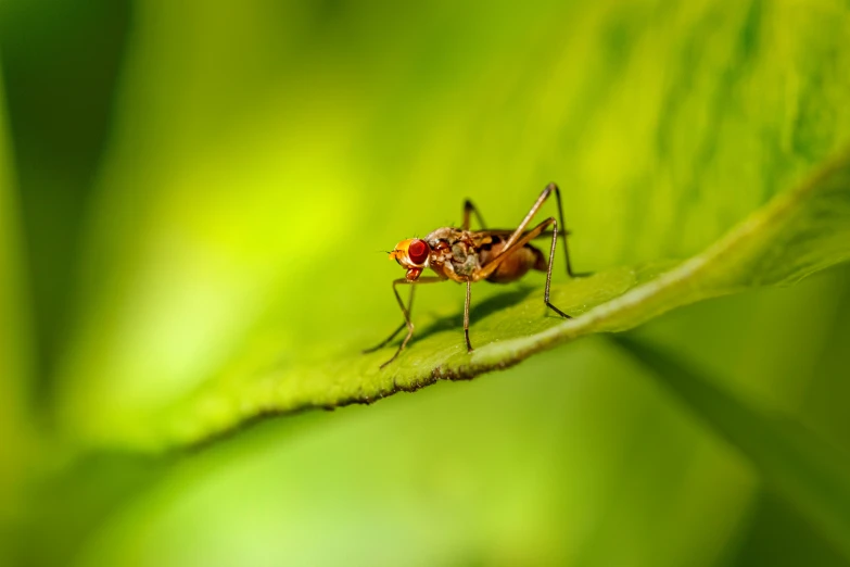 an antler on a green leaf with lots of small red spots