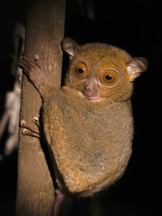 a bat hanging on the side of a tree trunk