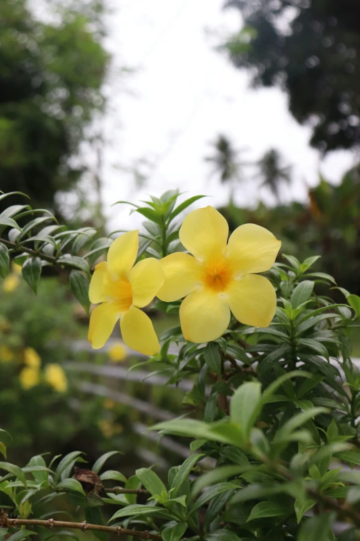 two yellow flowers blooming on a bush outside