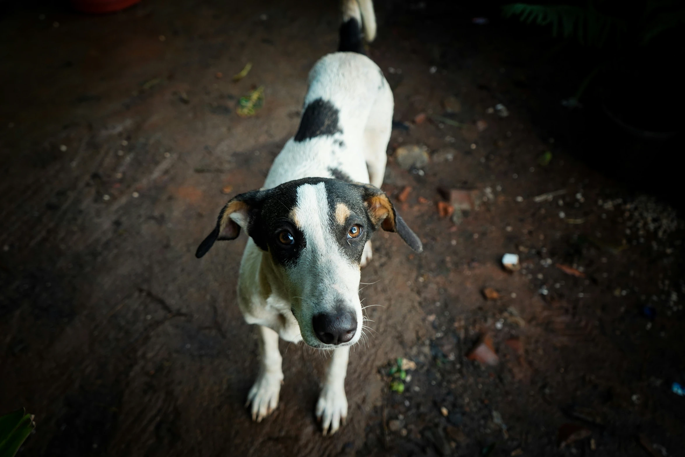 a spotted dog with soing in his mouth