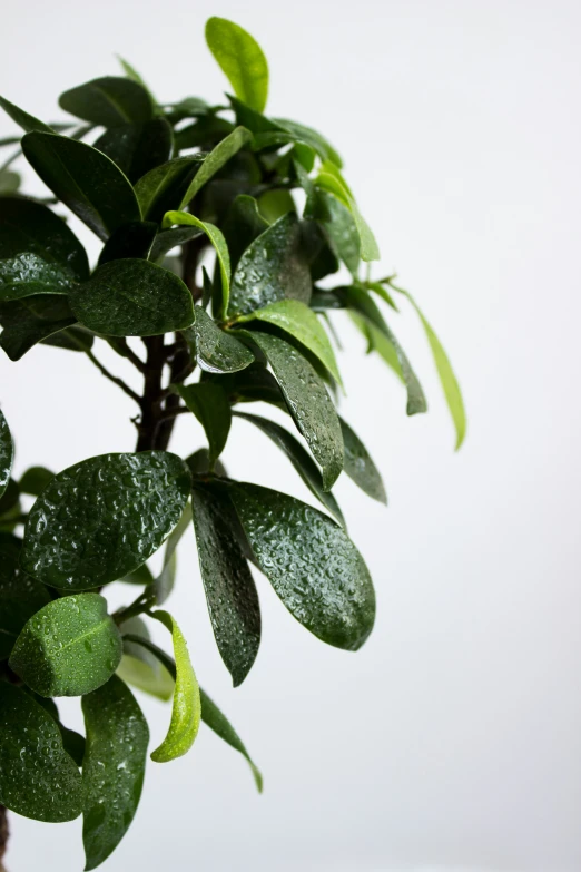 a close up of a green plant with leaves