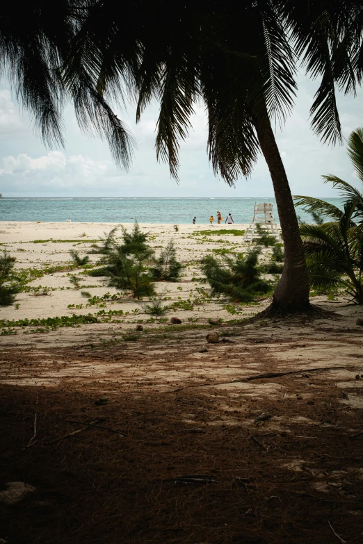 a palm tree and the beach on a cloudy day