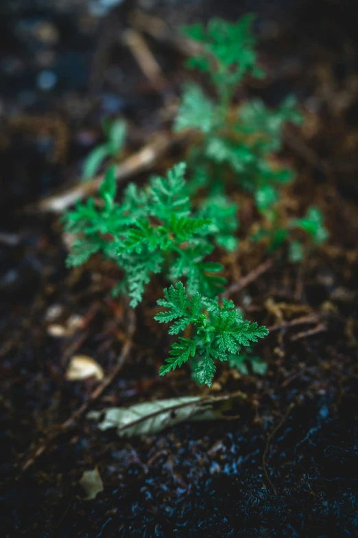 a green plant growing out of the ground