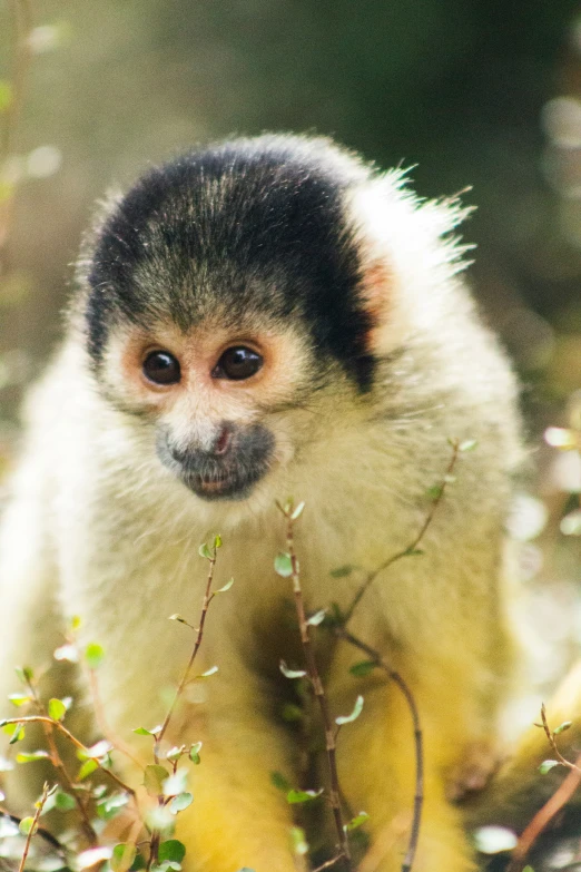 small monkey with tiny hair on its face sits in the trees