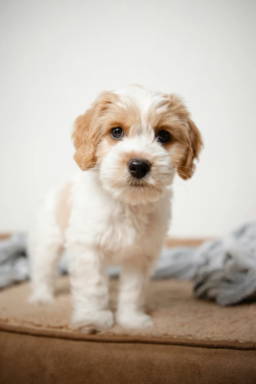 a brown and white puppy stands on a couch