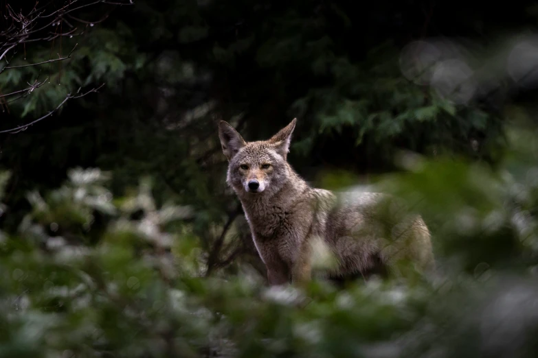 a lone gray wolf stands attentive amongst green foliage