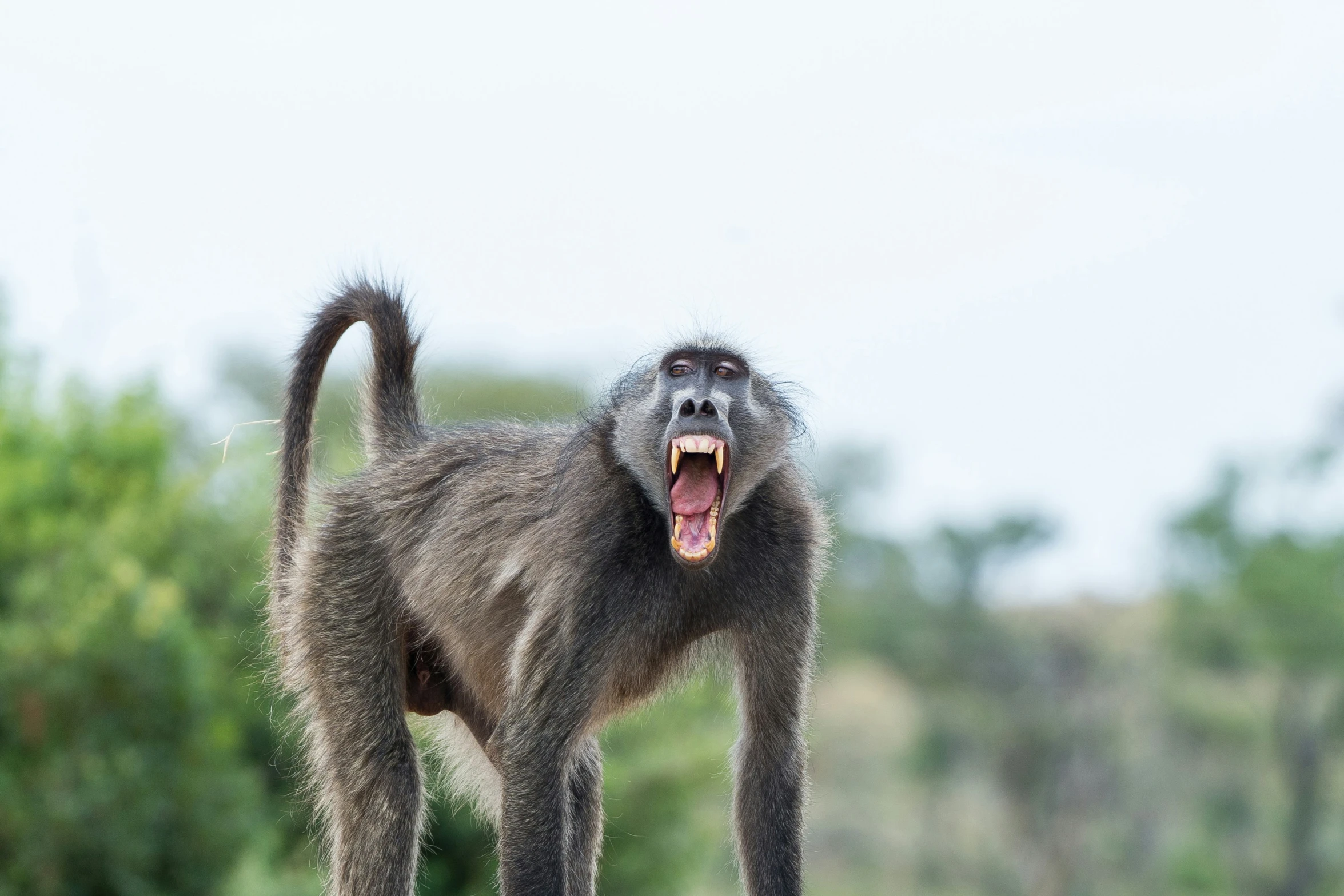 a large brown monkey standing in the woods