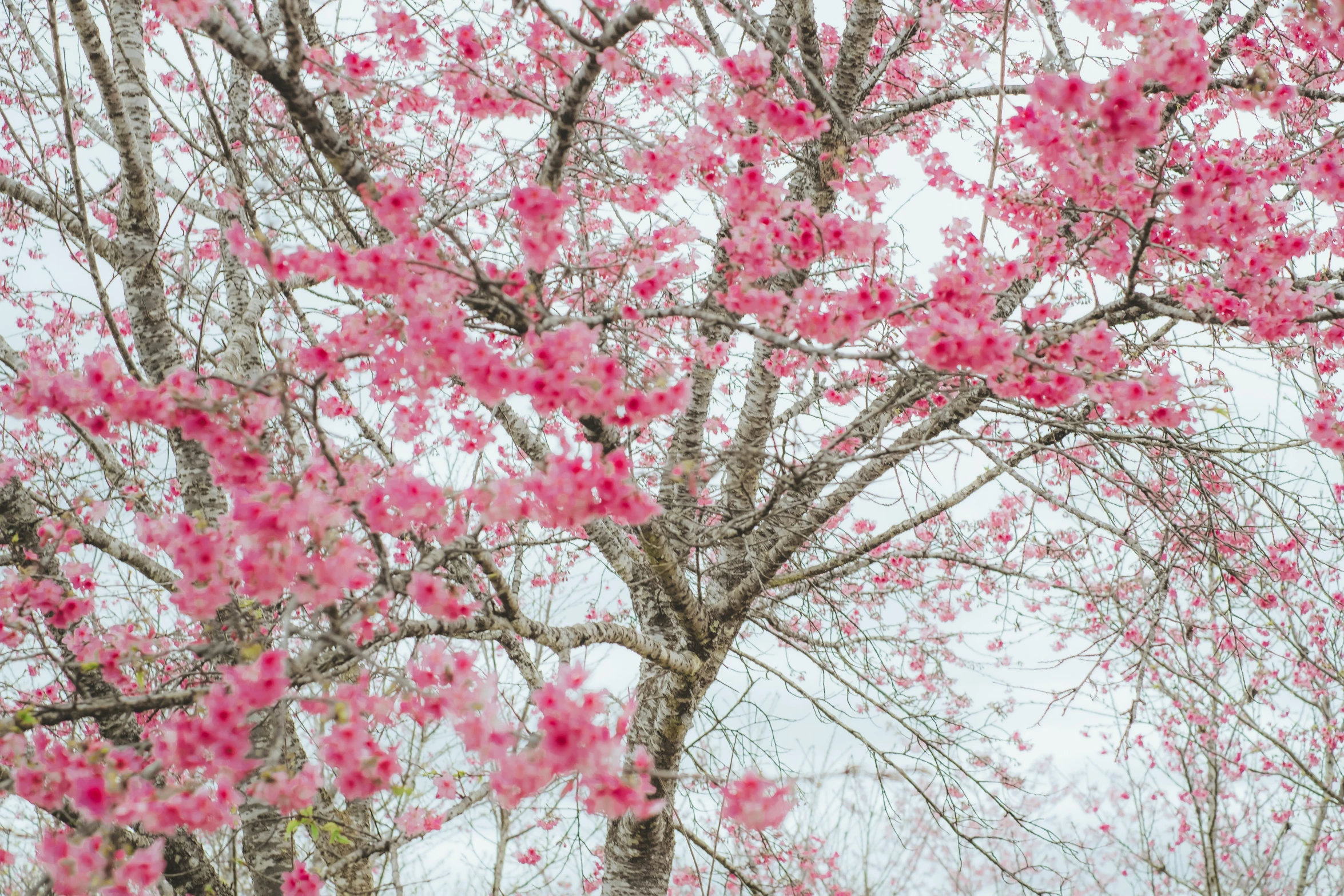 the back side of a tree with lots of pink flowers