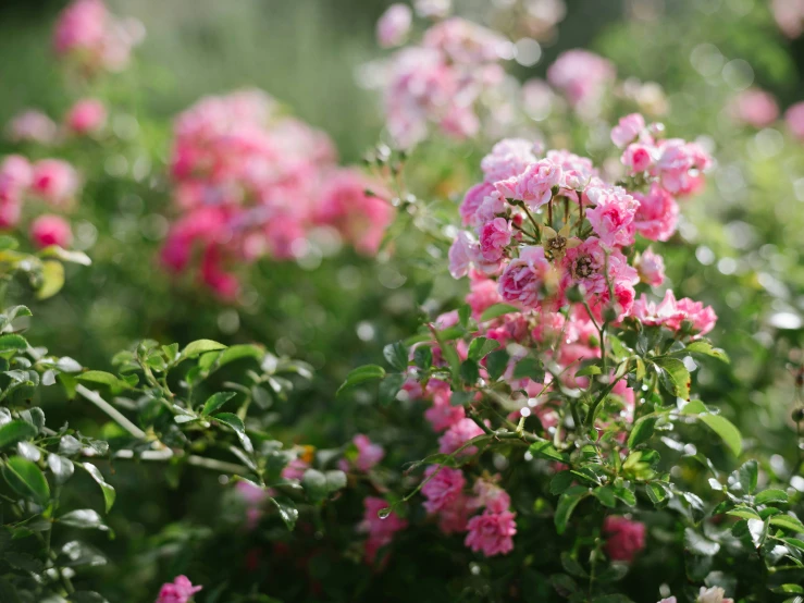 a bunch of pink flowers on green plants