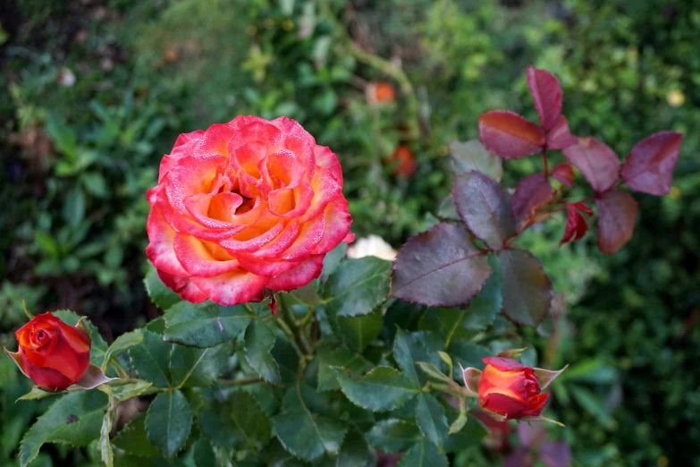 the orange and red rose is in bloom