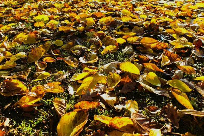 the grass is full of yellow and red leaves