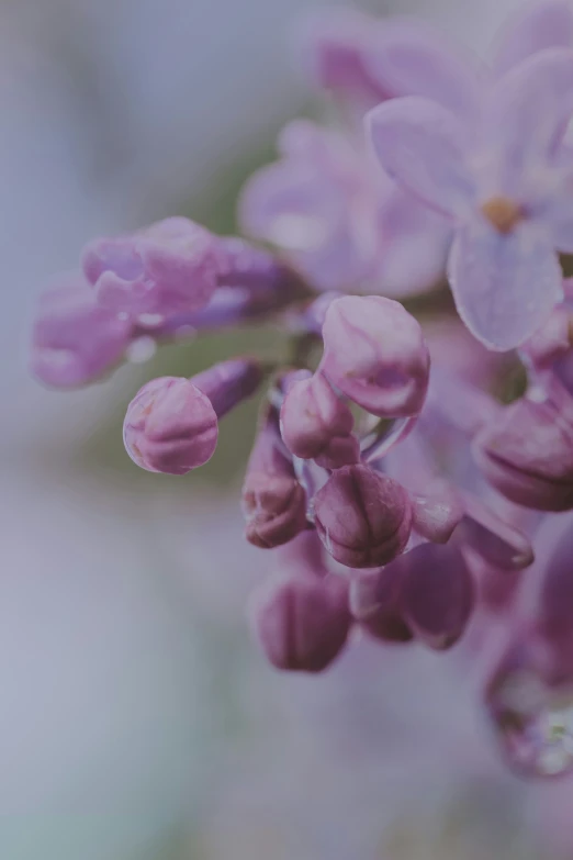 a close up po of lilac flowers with water droplets