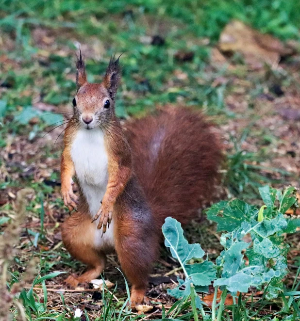 a red squirrel is standing upright in the grass