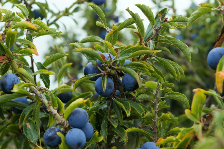 blue berries growing on a tree outside