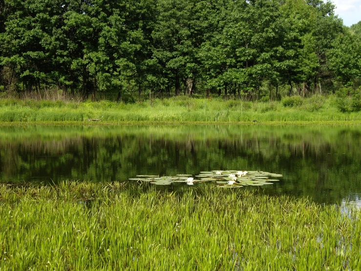 a pond filled with water surrounded by lush green trees