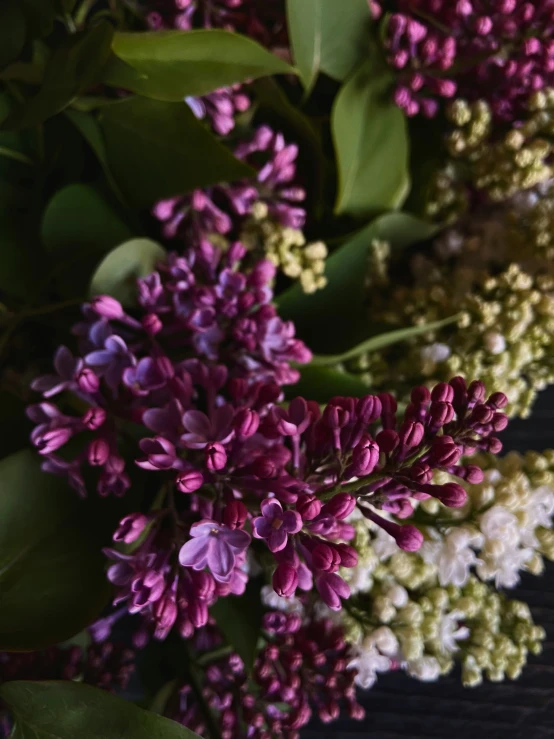 a close up of purple and white flowers