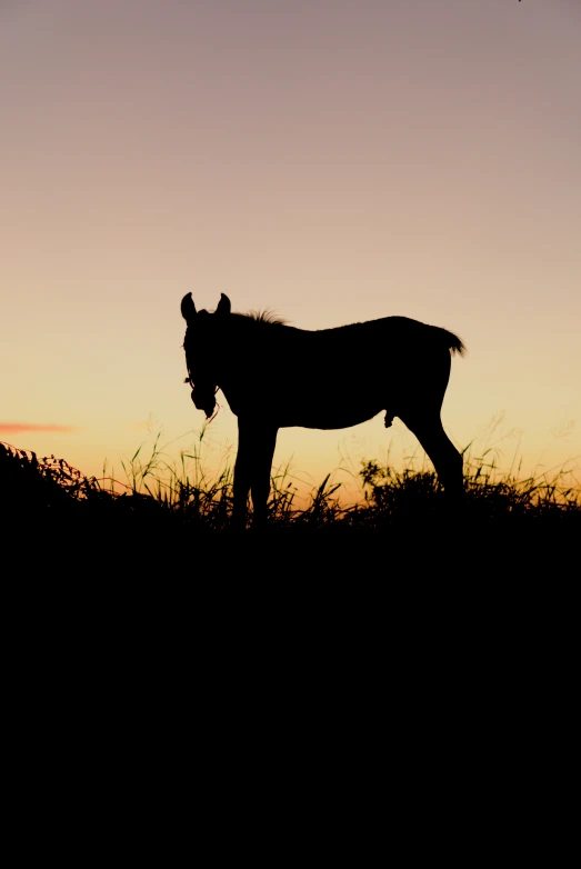 a horse standing in a grass field with the sun setting in the background