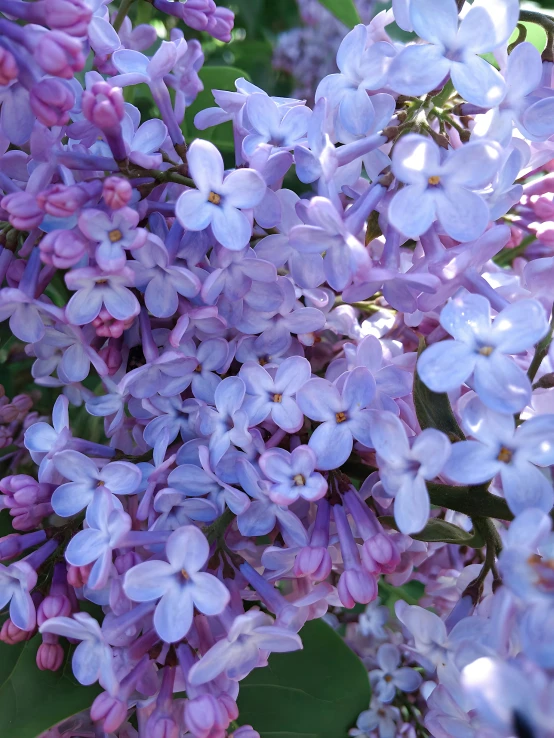 purple lilacs are blooming in a garden