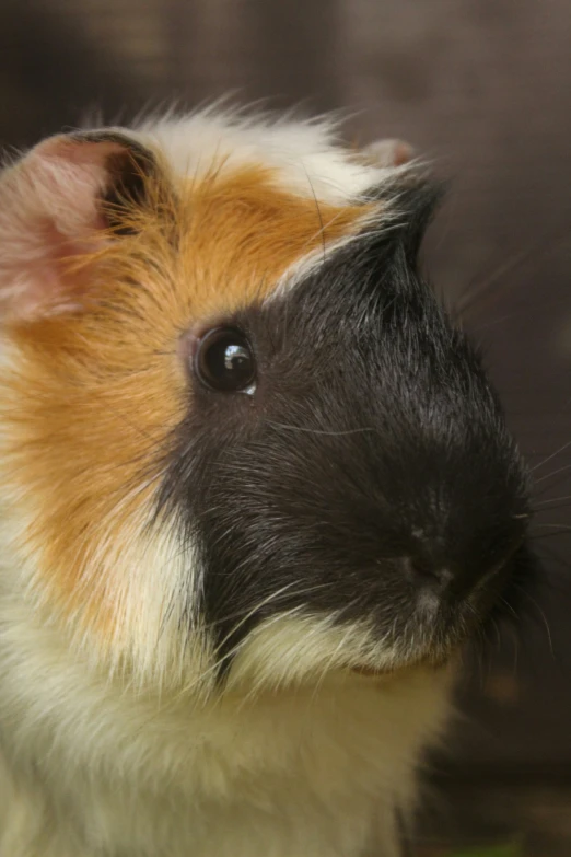 a small guinea pig with a black nose and orange ear