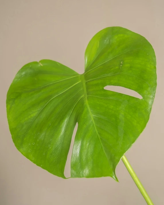 a very large green leaf has two faces on it