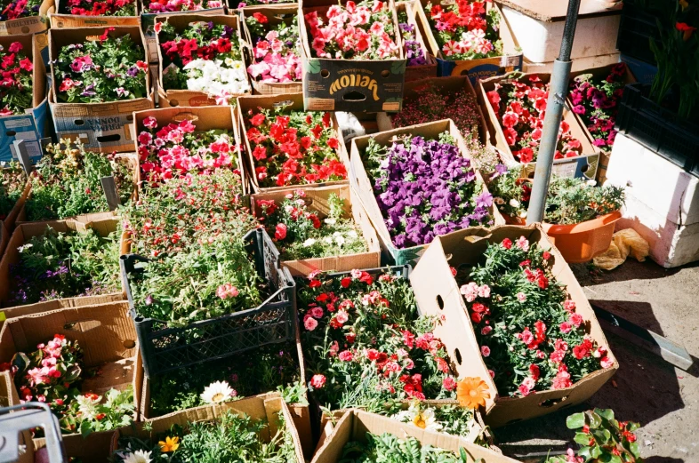 a bunch of flower boxes full of flowers