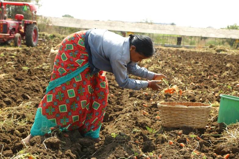 a woman is plowing a field with a basket and carrot