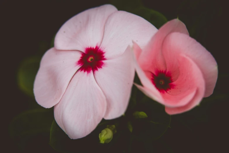 a close up of two pink flowers on a dark background