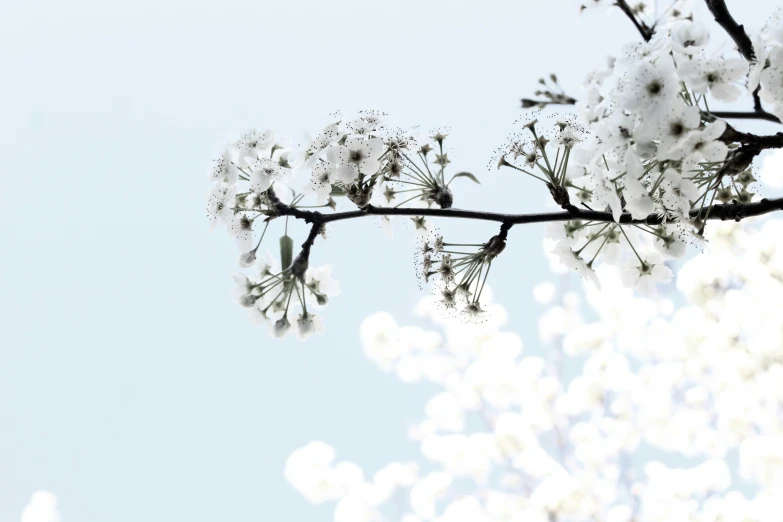 there is white flowers growing out of this tree