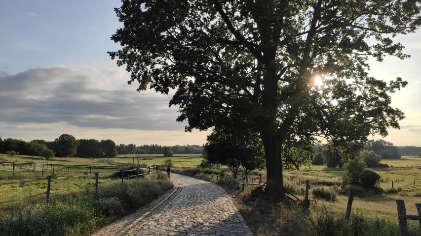 there is a very pretty road near the tree