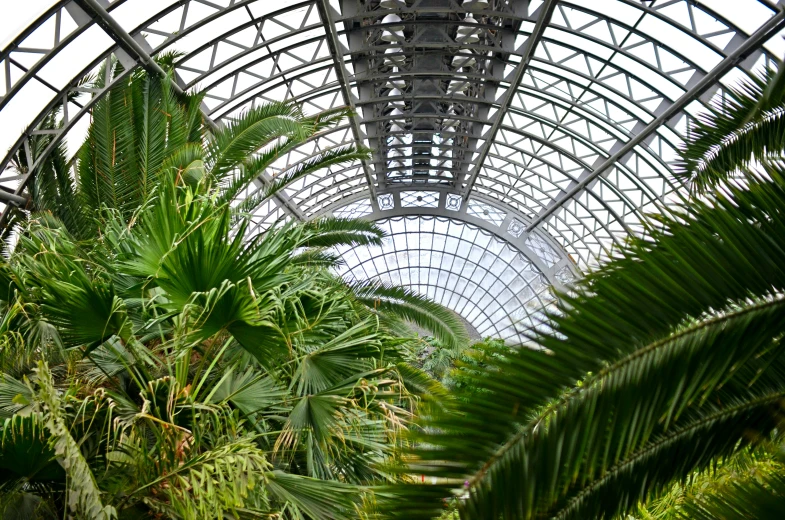 a large metal dome structure in a forest filled with palm trees