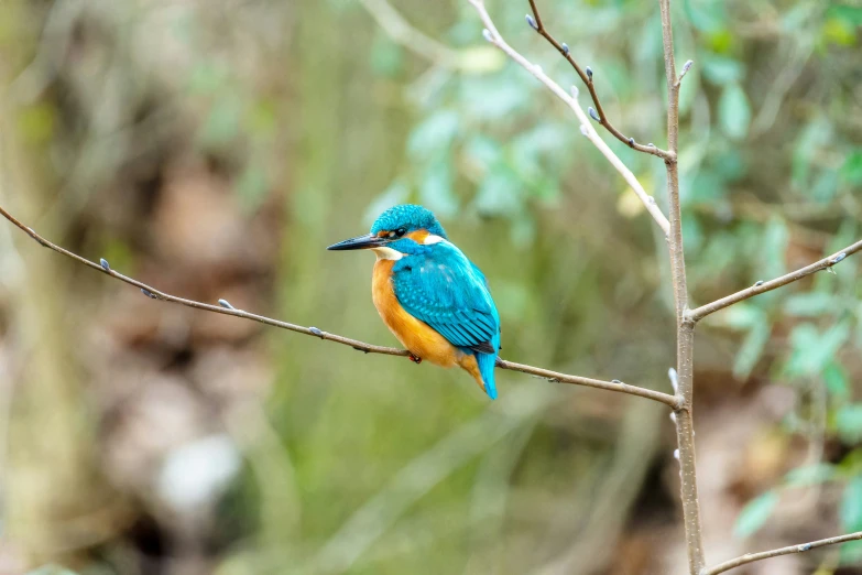 a blue and yellow bird perched on top of a nch