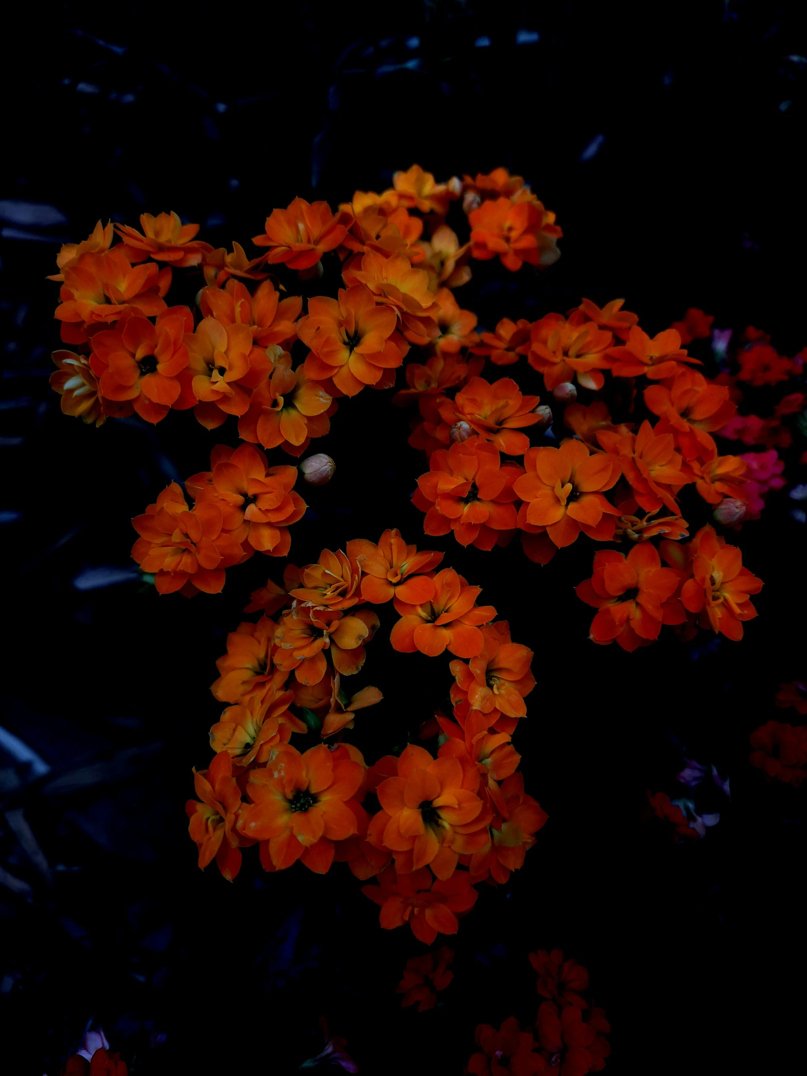 a cluster of flowers that are orange in color