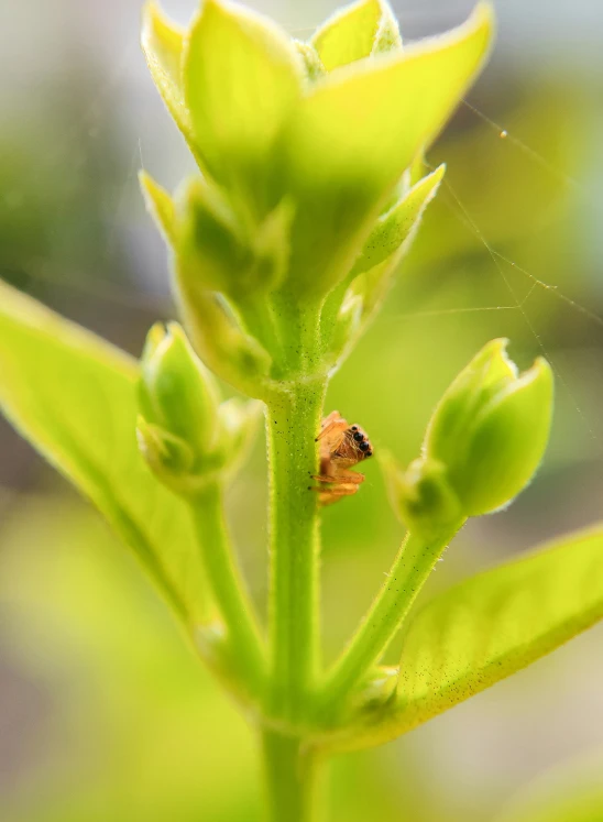 the insect is sitting on a green plant stem