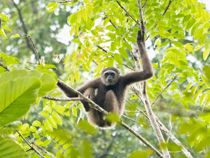 a brown monkey hanging in a tree looking at the camera