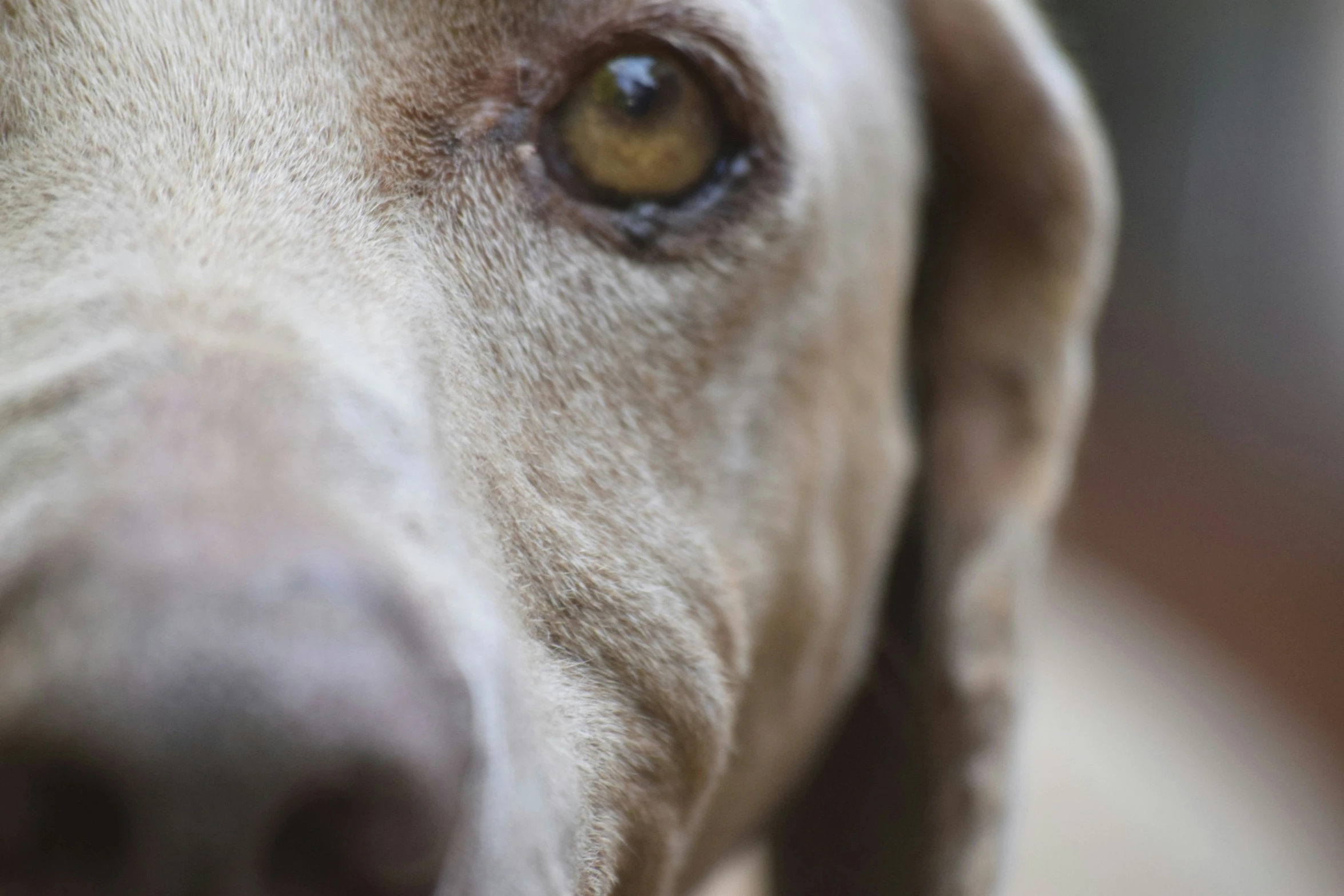 an extreme close up po of a dog's brown eyes