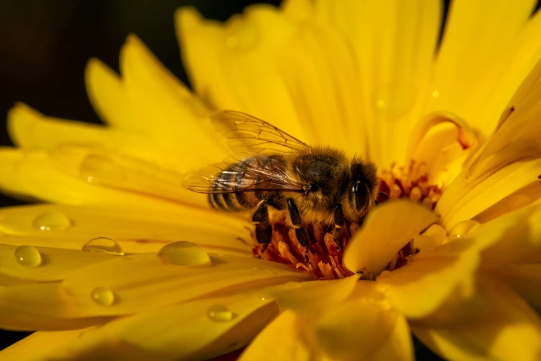 the bee is on the yellow flower with drops