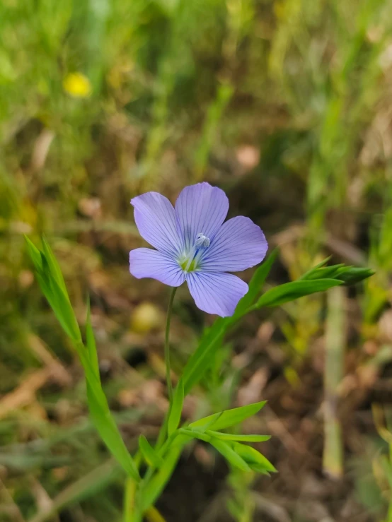 a flower that is in the grass next to some leaves