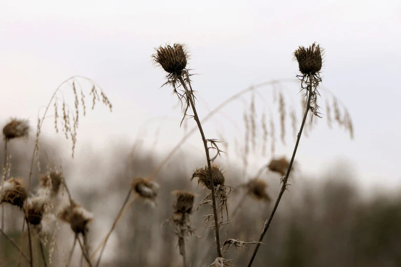 a tall brown field filled with lots of dried plants