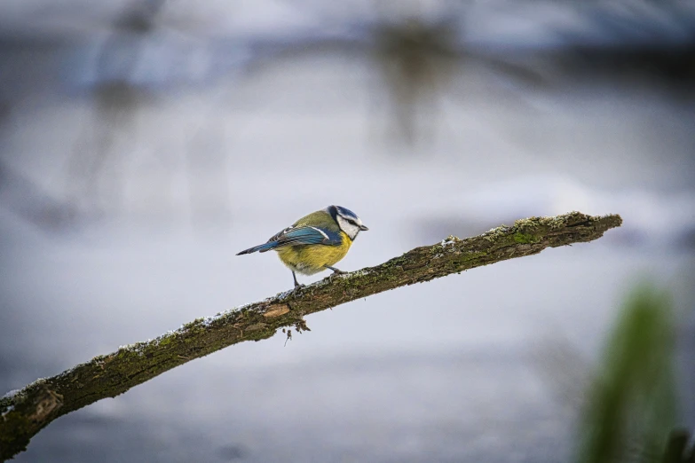 a small bird standing on a nch in the winter