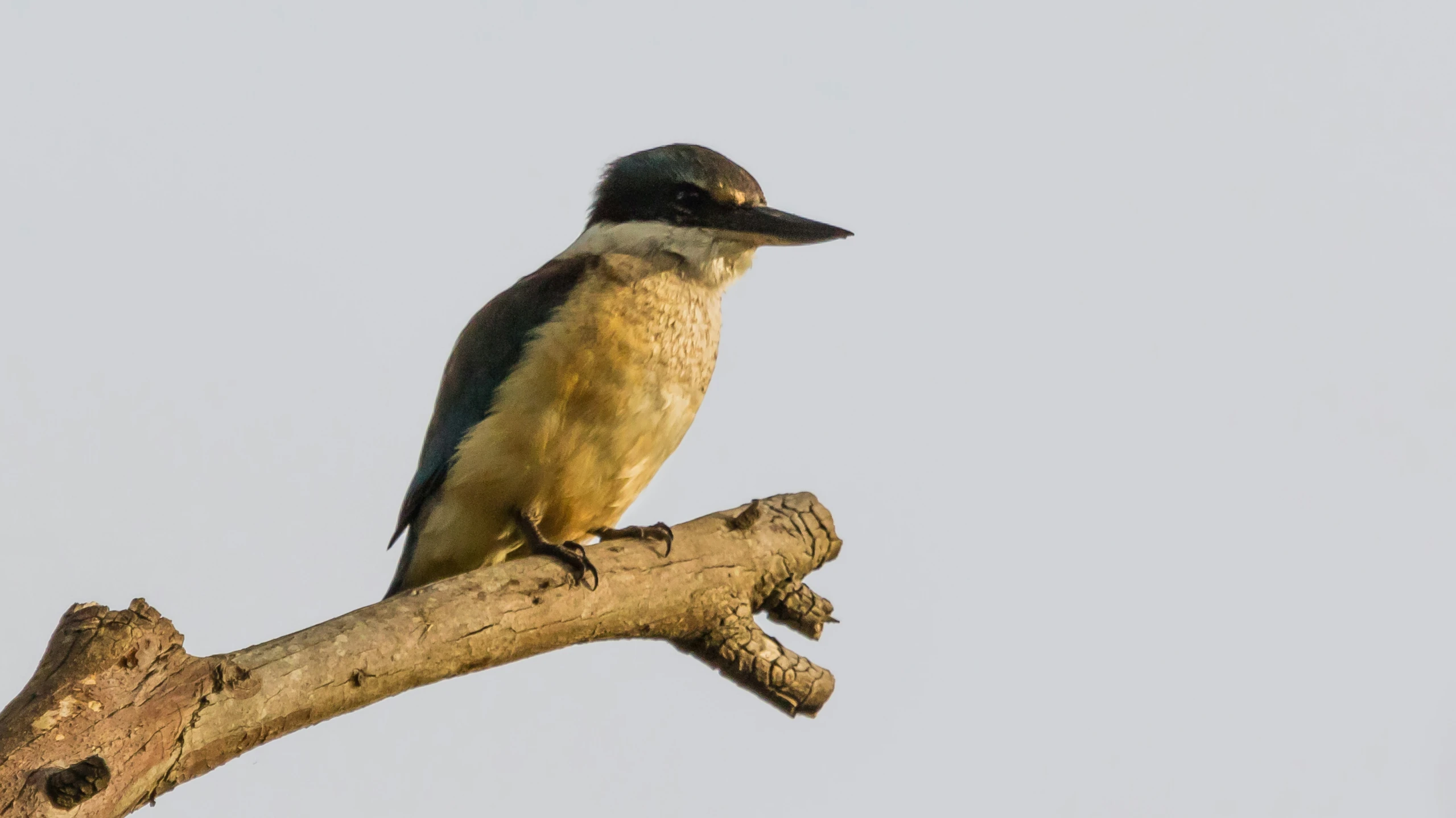 a yellow bird sitting on top of a tree nch