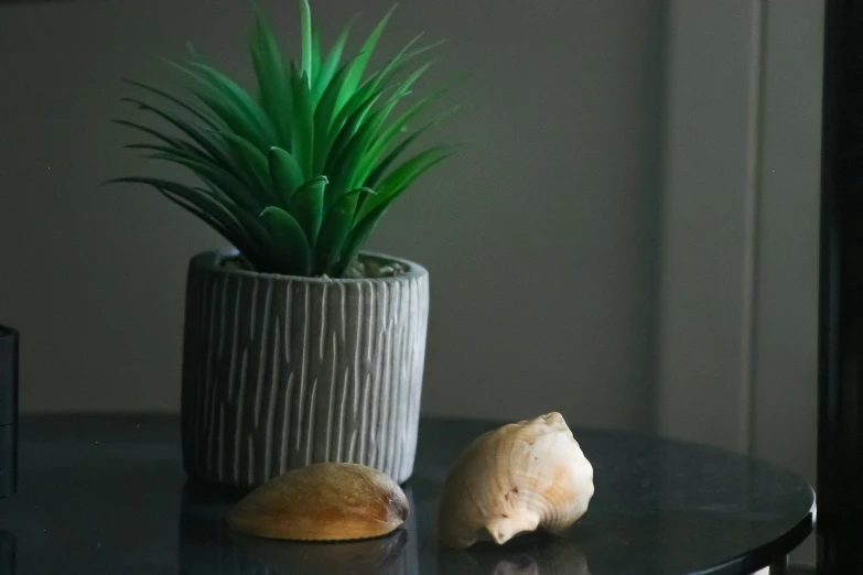 a small white potted plant and a little onion on a table