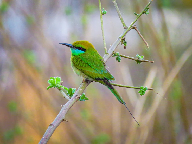 a small green bird perched on top of a twig