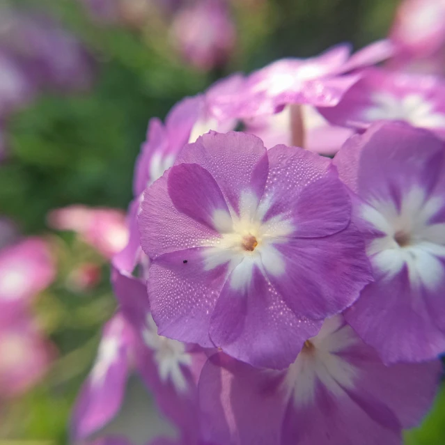 a close up of some pink flowers