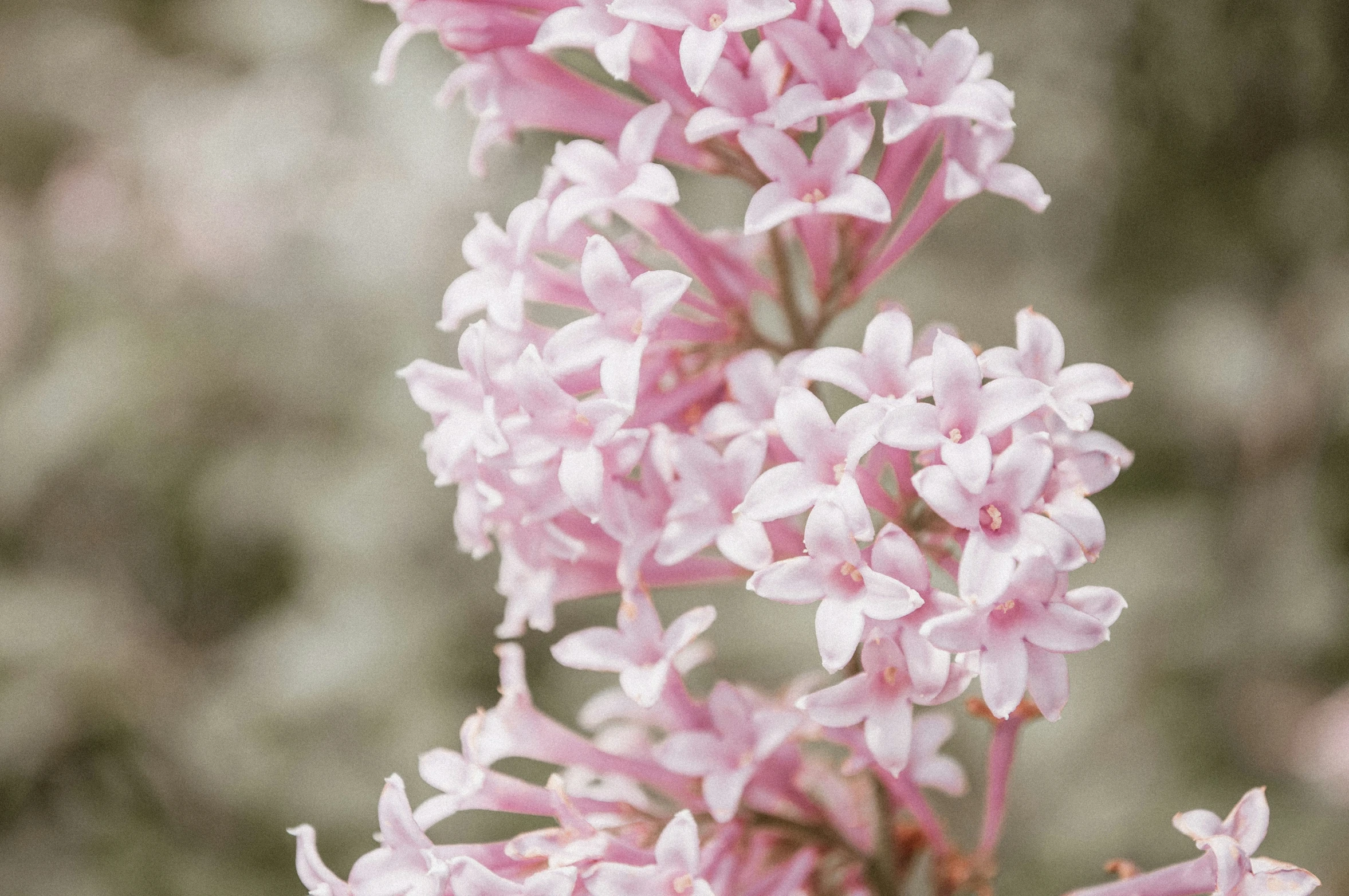 a plant with pretty purple flowers growing out of it