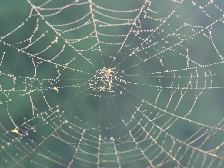 some bubbles on a spider web in a blurry po