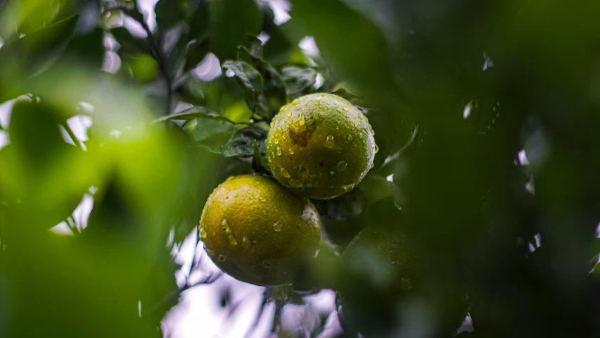 two yellow fruit are hanging on a tree