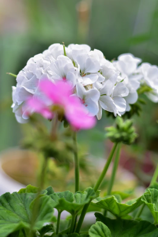 three flowers with green stems and some pink and white