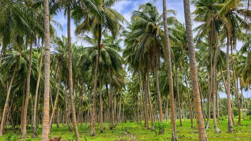 palm trees with grass and dirt in front