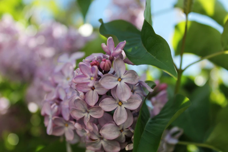 a tree nch with purple flowers in the middle of it