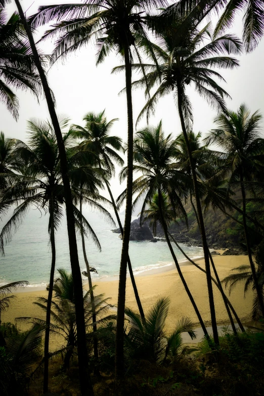 a group of trees line the shoreline of the beach